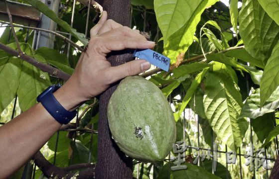 【可可商机/01】单一原产地可可豆──马来西亚巧克力独特风味的密码