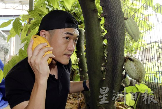 【可可商机/01】单一原产地可可豆──马来西亚巧克力独特风味的密码