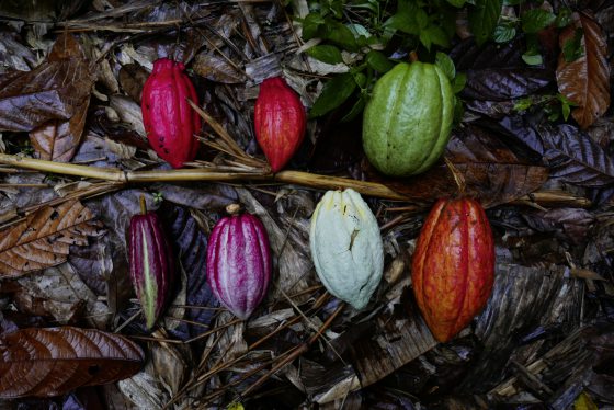 【可可商机/01】单一原产地可可豆──马来西亚巧克力独特风味的密码