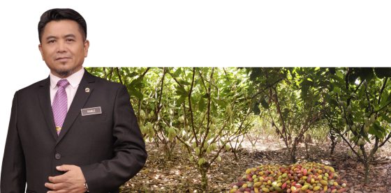 【可可商机/02】巧克力买气热,可可豆抢手,大马如何光复可可种植?