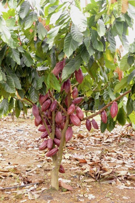 【可可商机/02】巧克力买气热,可可豆抢手,大马如何光复可可种植?