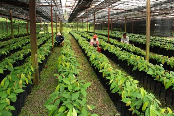 【可可商机/02】巧克力买气热,可可豆抢手,大马如何光复可可种植?