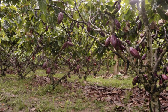 【可可商机/02】巧克力买气热,可可豆抢手,大马如何光复可可种植?