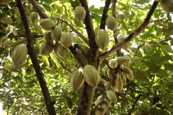 【可可商机/02】巧克力买气热,可可豆抢手,大马如何光复可可种植?