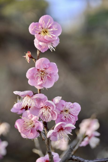 【日本】相约在冬季，体验日本唯美雪景