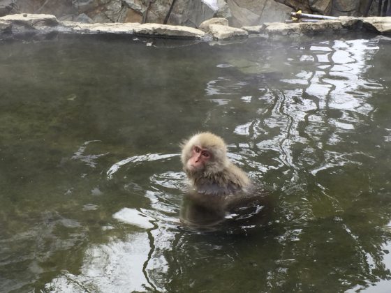 【日本】相约在冬季，体验日本唯美雪景