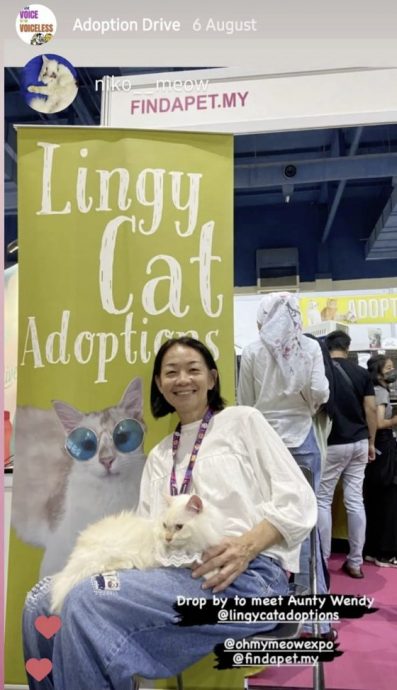 一窝自来猫牵引，从此踏上喵星人送养之路