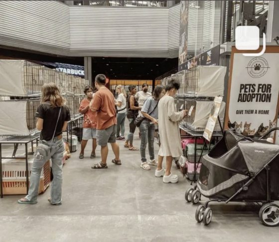 一窝自来猫牵引，从此踏上喵星人送养之路