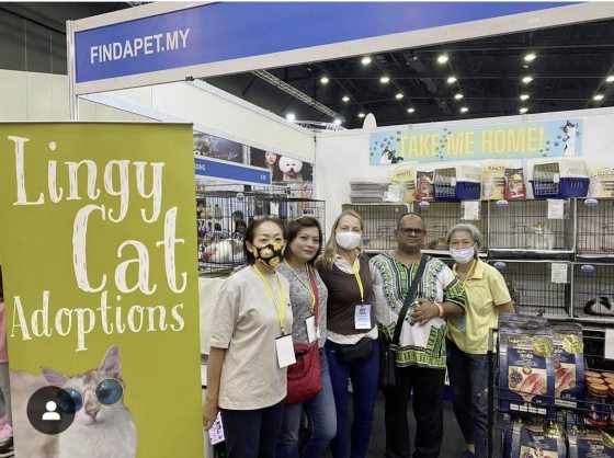 一窝自来猫牵引，从此踏上喵星人送养之路