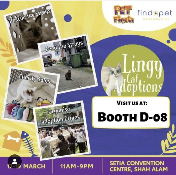 一窝自来猫牵引，从此踏上喵星人送养之路