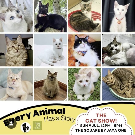 一窝自来猫牵引，从此踏上喵星人送养之路