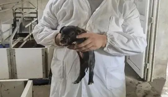 上海“四大名猪枫泾猪”被列濒危物种 首只“复制猪”7月诞生
