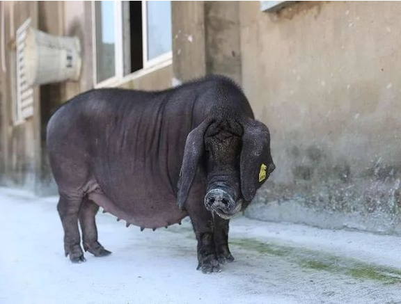 上海“四大名猪枫泾猪”被列濒危物种 首只“复制猪”7月诞生