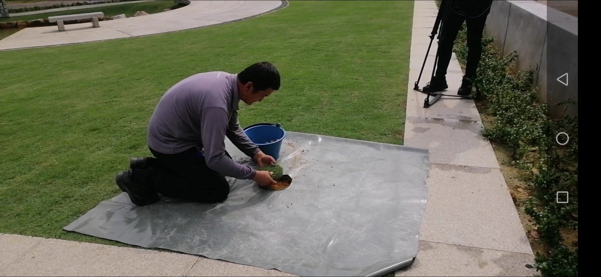 专题/下篇/从植存葬看，环保葬面对的挑战