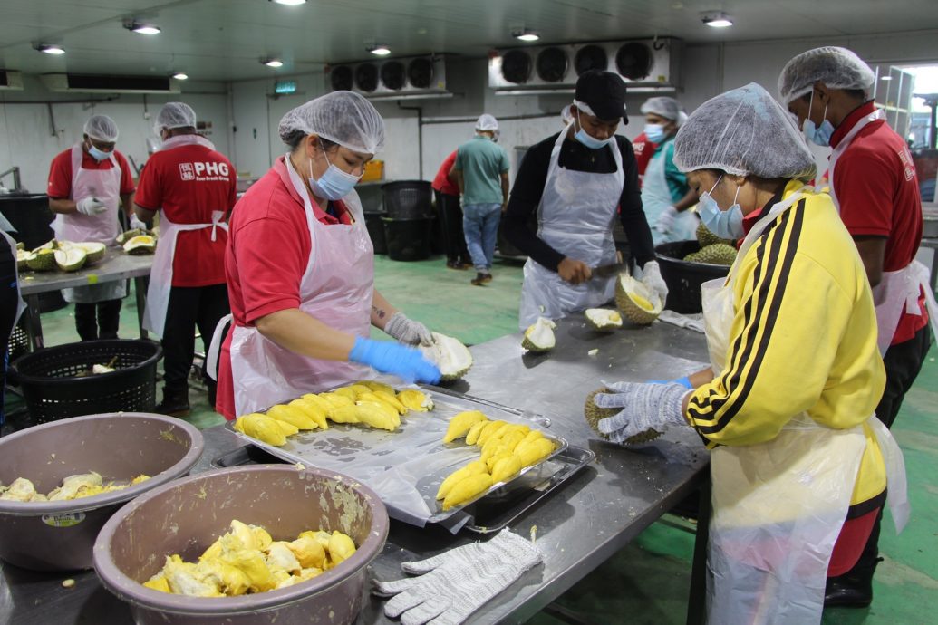 东：液氮短缺打乱阵脚，恒鲜食品公司临时调动150名员工日以继夜为50吨榴梿剖果取肉