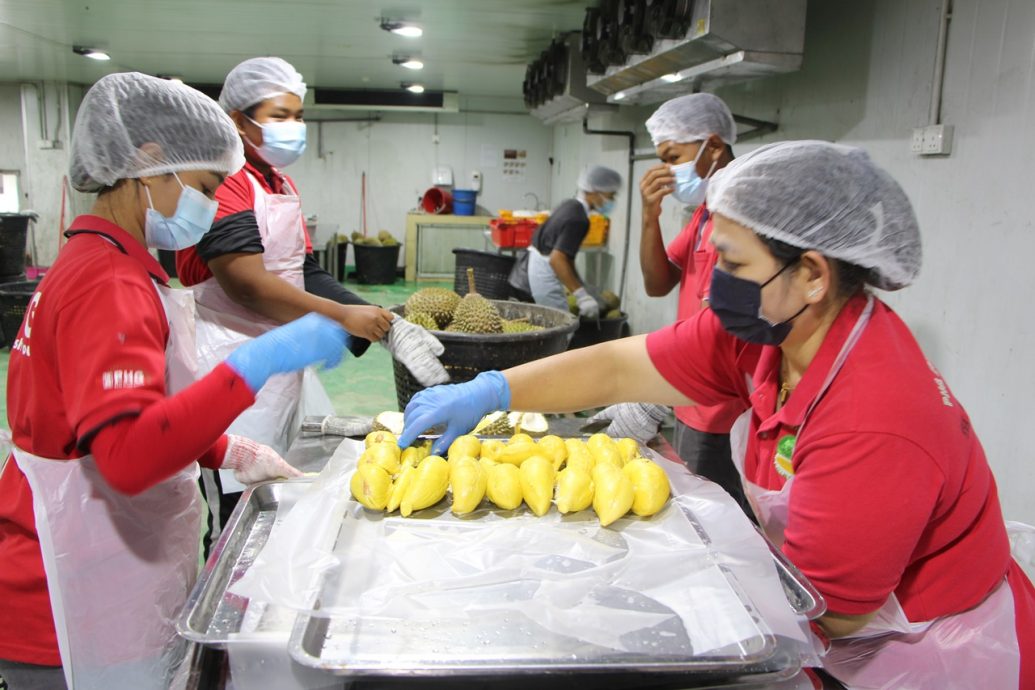 东:液氮短缺打乱阵脚,恒鲜食品公司临时调动150名员工日以继夜为50吨榴梿剖果取肉