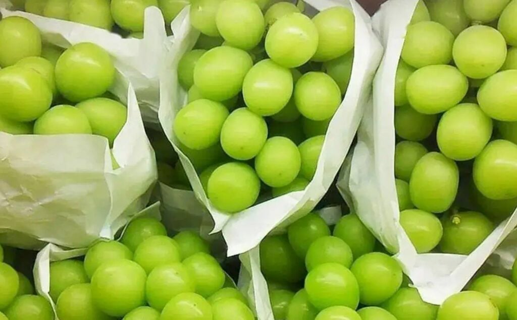 中国“阳光玫瑰”葡萄令日本年损犀利　如今跌落神坛每斤6.45令吉