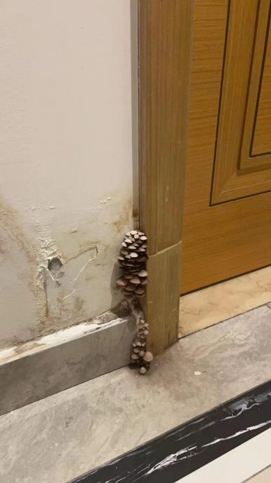 住33楼墙面漏水发霉 百万公寓“生菇”屋主震惊