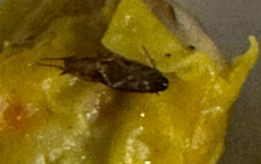 向摊主反映烧卖有蟑螂 “不可能,是你家的!”