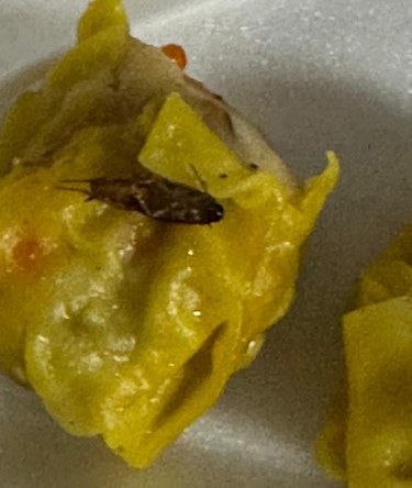 向摊主反映烧卖有蟑螂 “不可能,是你家的!”