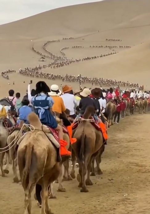 国庆黄金周|甘肃敦煌现塞骆驼奇景 沙漠设交通灯疏「驼流」