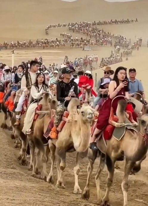 国庆黄金周|甘肃敦煌现塞骆驼奇景 沙漠设交通灯疏「驼流」