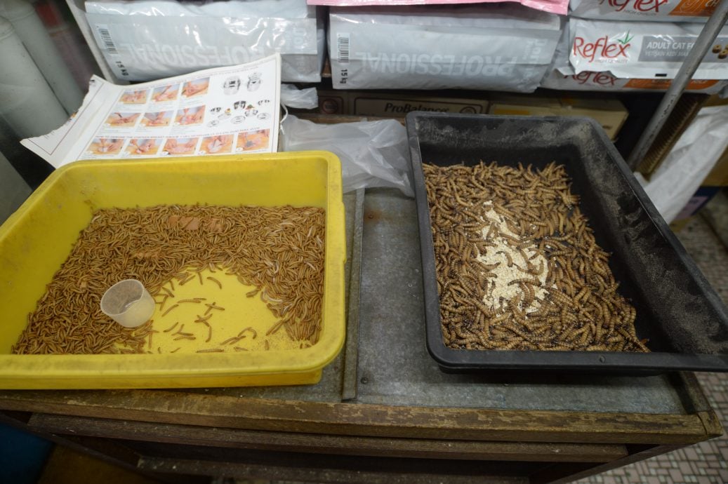 大都会-老就是宝/水族店
