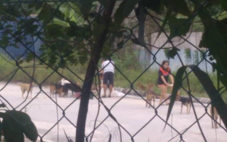 大都会/可做后面版头/爱狗妇人爱心爆棚,救流浪犬放任住宅区引邻里不满/3图