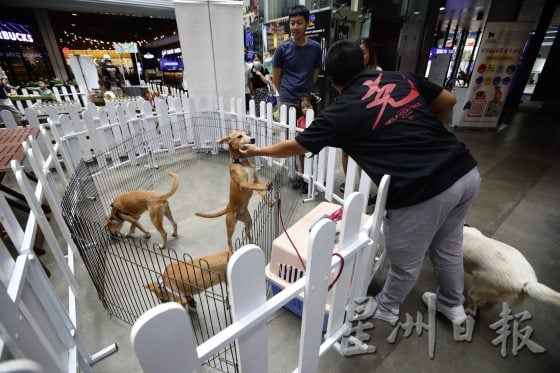 宠物友善商场先驱,带宠物来逛Jaya One!