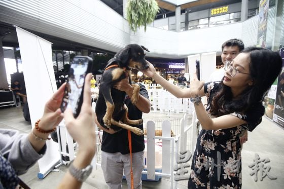 宠物友善商场先驱,带宠物来逛Jaya One!