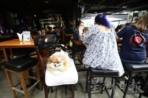 宠物友善商场先驱,带宠物来逛Jaya One!