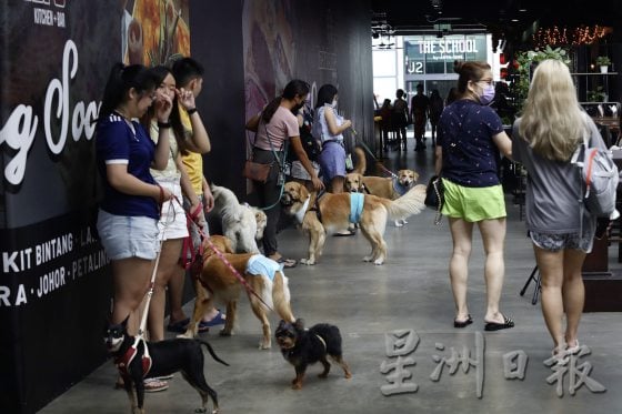 宠物友善商场先驱,带宠物来逛Jaya One!