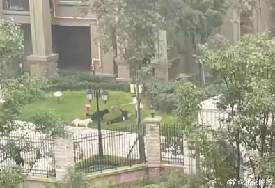 崇州被咬伤女童仍昏迷 母亲：咬人黑犬已找到狗主仍在寻找