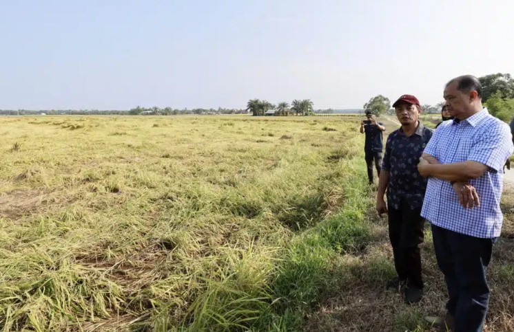 已成熟待收割 稻田遭暴风雨“吹毁”