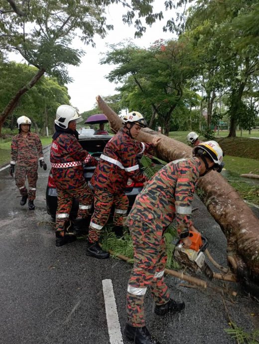 **已签发**柔:暴雨中树倒砸车,司机受伤入院