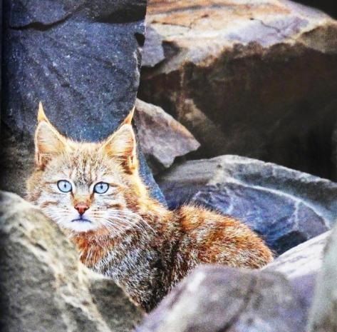 拍到“软萌胖橘猫”闯冰川景区!研究员细看吓傻:国宝首次现身