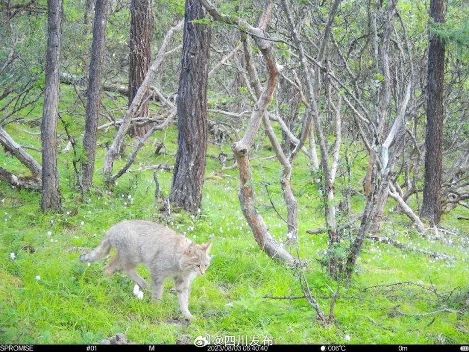 拍到“软萌胖橘猫”闯冰川景区!研究员细看吓傻:国宝首次现身