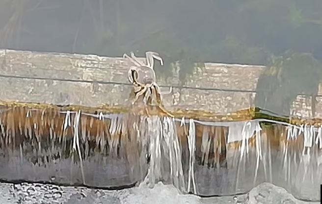 拼盘 英布大闸蟹捕捉器 盼遏物种入侵