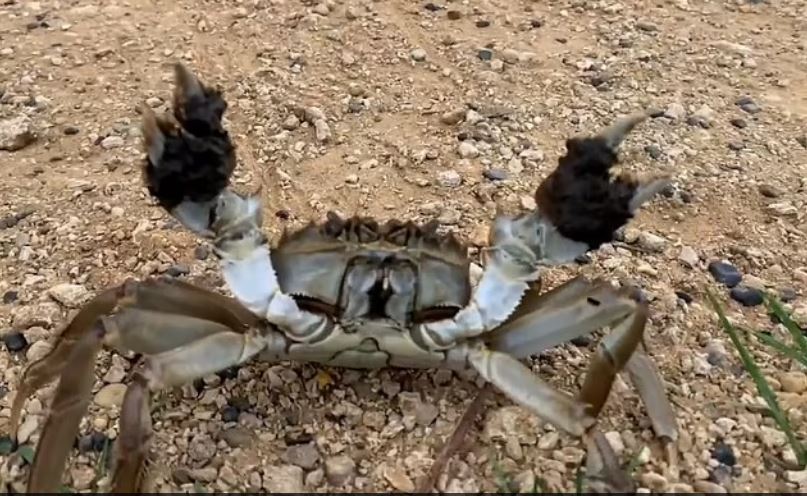 拼盘 英布大闸蟹捕捉器 盼遏物种入侵