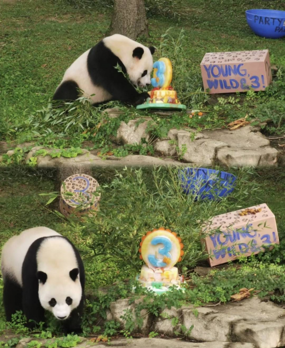 提早3周 3只旅美大熊猫11月中旬回国