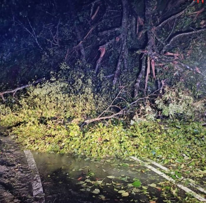 新古毛往返福隆港山路 深夜树倒打灯开路
