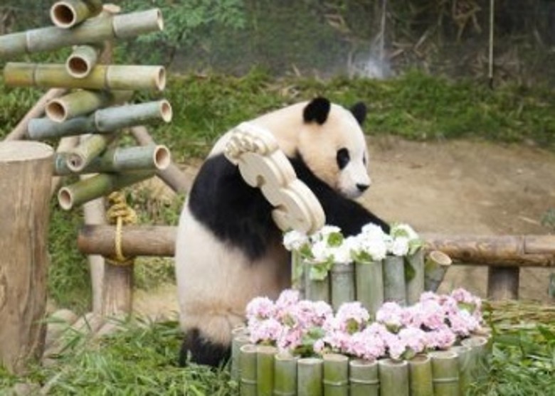 旅韩大熊猫福宝　3周岁写真集持续热销