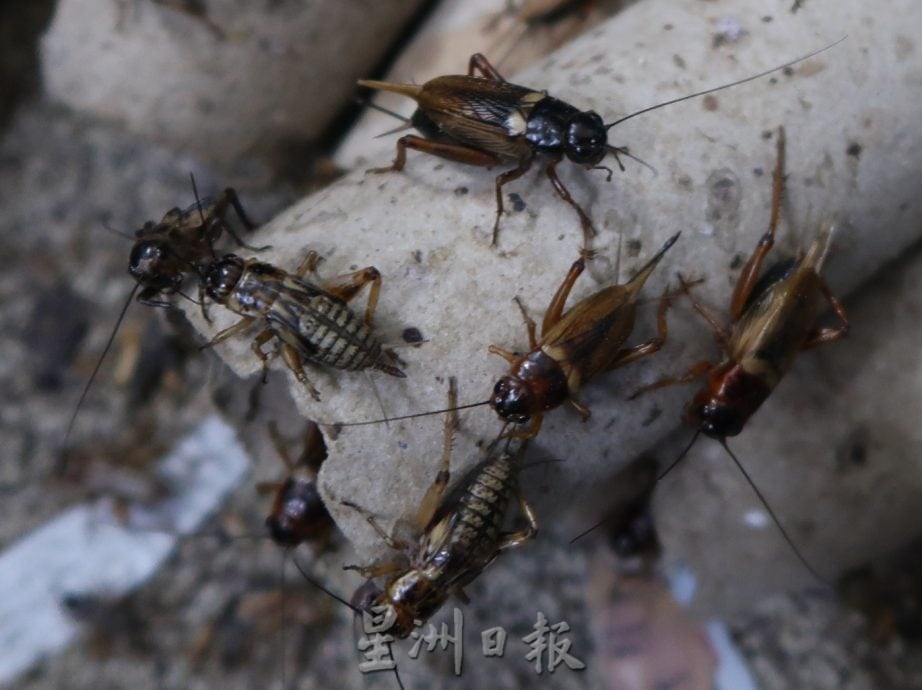 柔︰宠物萌萌达︰禽鸟界仿声大师,陈建利情迷长尾鹊鸲