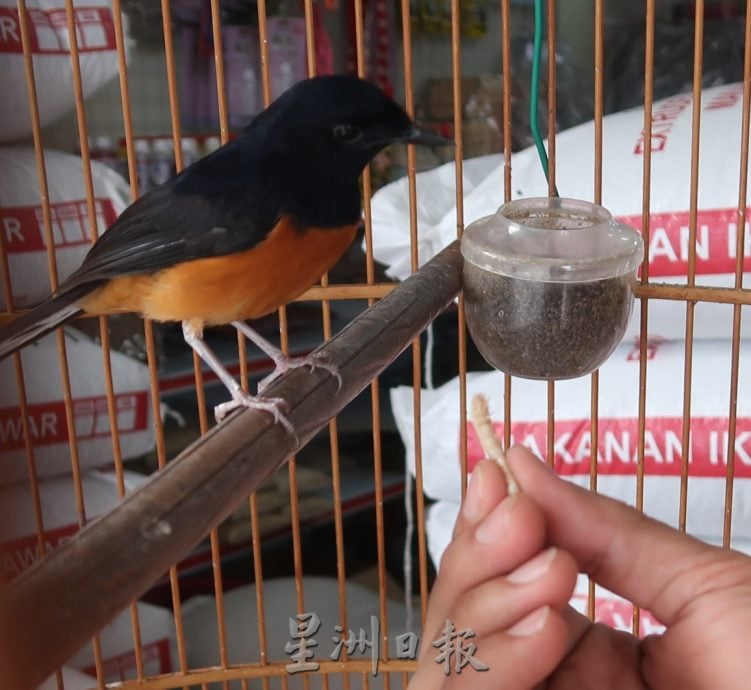 柔︰宠物萌萌达︰禽鸟界仿声大师,陈建利情迷长尾鹊鸲