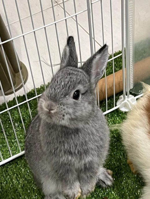 柔：【宠物萌萌哒】（10月7日刊）：每只性格习性都不同，情侣档养萌兔有心得