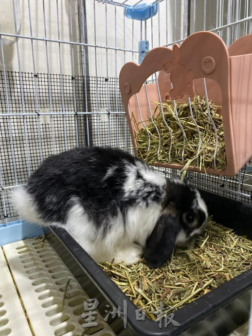 柔：【宠物萌萌哒】（10月7日刊）：每只性格习性都不同，情侣档养萌兔有心得