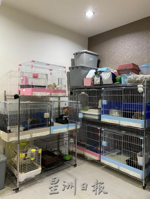 柔：【宠物萌萌哒】（10月7日刊）：每只性格习性都不同，情侣档养萌兔有心得