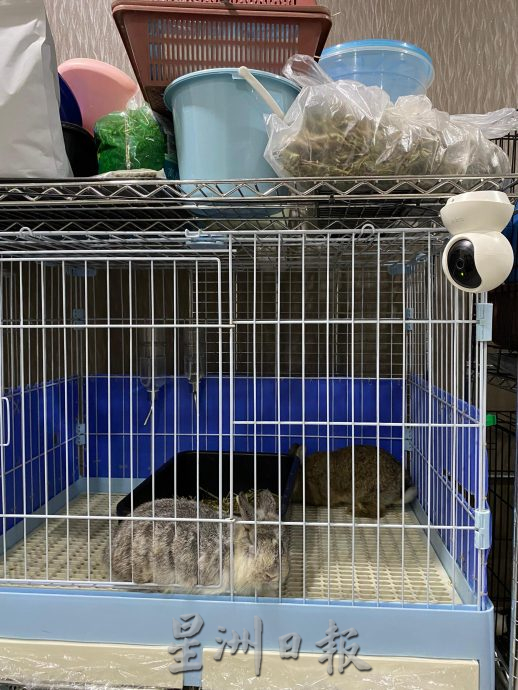 柔：【宠物萌萌哒】（10月7日刊）：每只性格习性都不同，情侣档养萌兔有心得