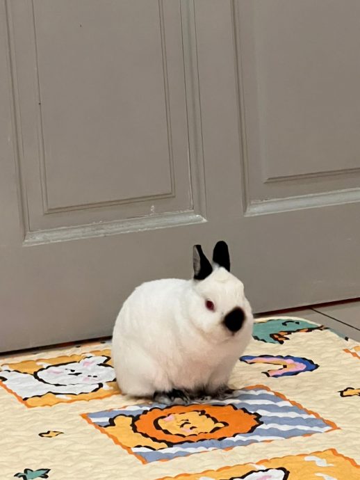 柔：【宠物萌萌哒】（10月7日刊）：每只性格习性都不同，情侣档养萌兔有心得