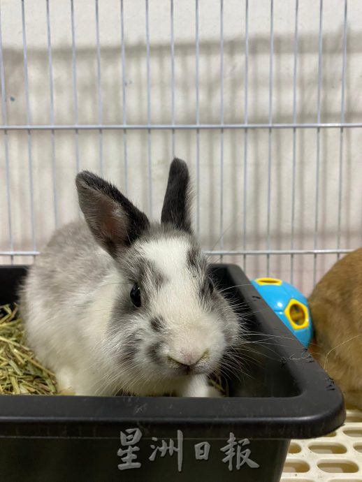 柔：【宠物萌萌哒】（10月7日刊）：每只性格习性都不同，情侣档养萌兔有心得